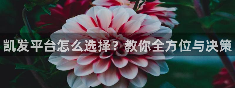 辉达娱乐app入口
