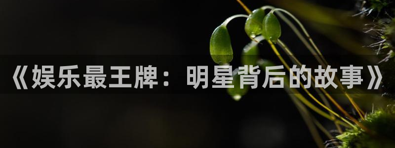 辉达娱乐-ng大舞台,有梦你就来：《娱乐最王牌：明星背后的故事》